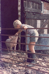 A young boy feeding some pigs