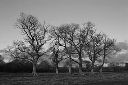 Some trees near our house