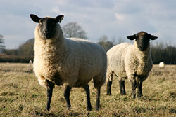 Two sheep