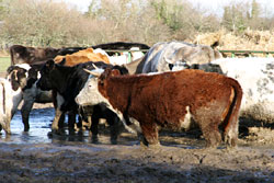 Some very muddy cows