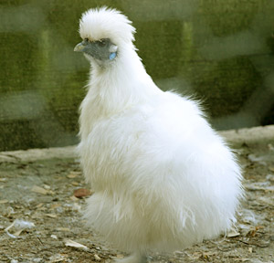 A silkie chicken