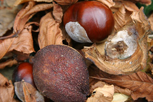 Conkers lying on a bed of leaves