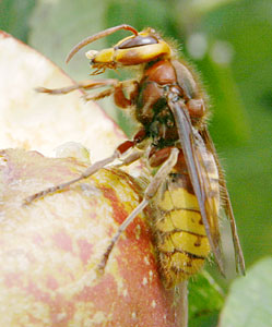 A hornet eating an apple in our garden