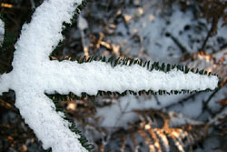 Snow on a pine branch