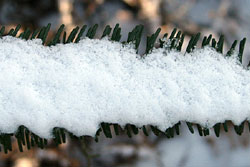 Snow on a pine branch