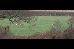 Deer running across the fields