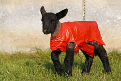 A lamb in a wind-proof coat