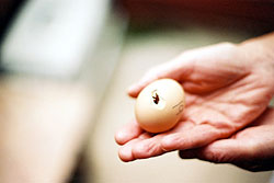 A chick hatching out