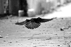 A blackbird coming in to land