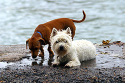 Two little dogs playing in a puddle