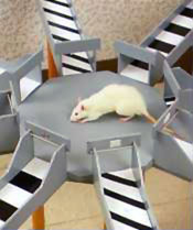 Rat in a maze, originally from darwin.bio.uci.edu