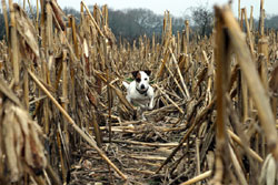 Poppy in a corn field