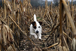 Poppy leaping through the corn