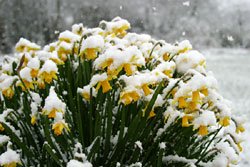 Some daffodils