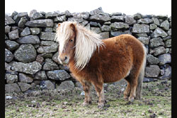 Another pony