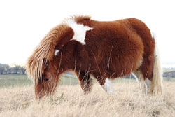 A Dartmoor pony