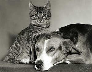 A cat and dog lying together