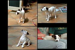 Four photos of a puppy