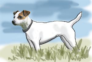 A drawing of a Jack Russell dog