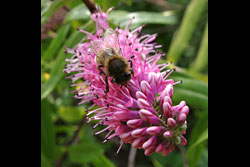 A bee on a purple flower
