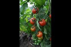 A tomato plant with