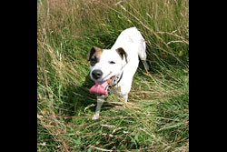 A dog standing in long grass with her tongue out