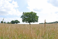 A lone tree in a hay field