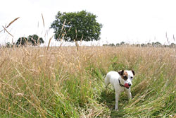 A dog standing in long grass