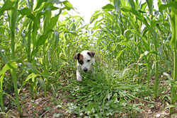 A dog in field of green corn
