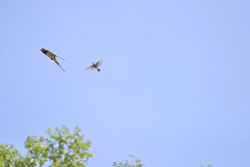 Two swallows, flying