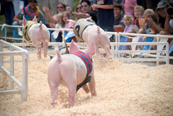 Racing pigs