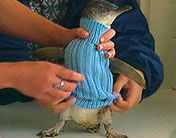 Some people trying to put a sweater onto a penguin