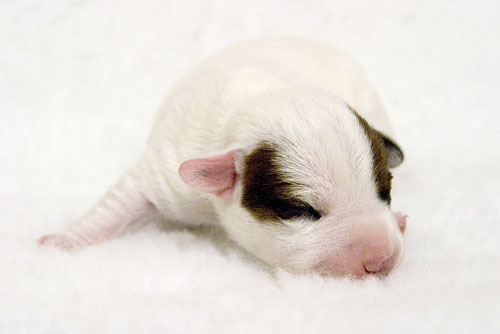 A photo of a puppy lying on its tummy
