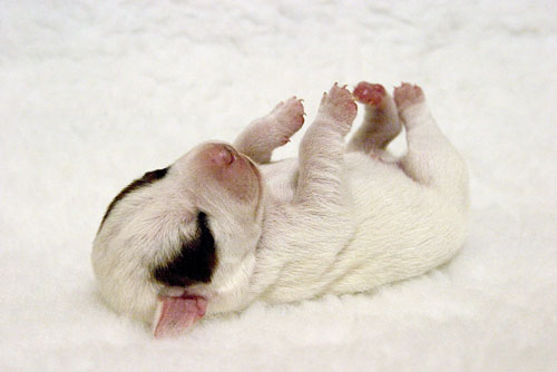 A photo of a puppy lying on its back with its legs in the air