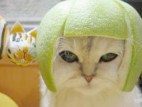 A cat wearing a hat made out of half a lime