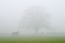 A foggy scene of a horse in a field